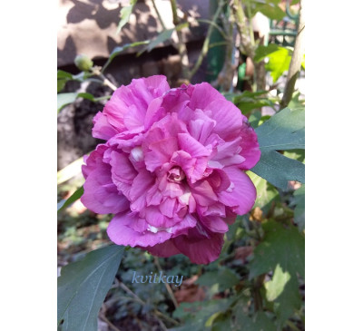 Гібіскус сирійський Hibiscus Freedom 